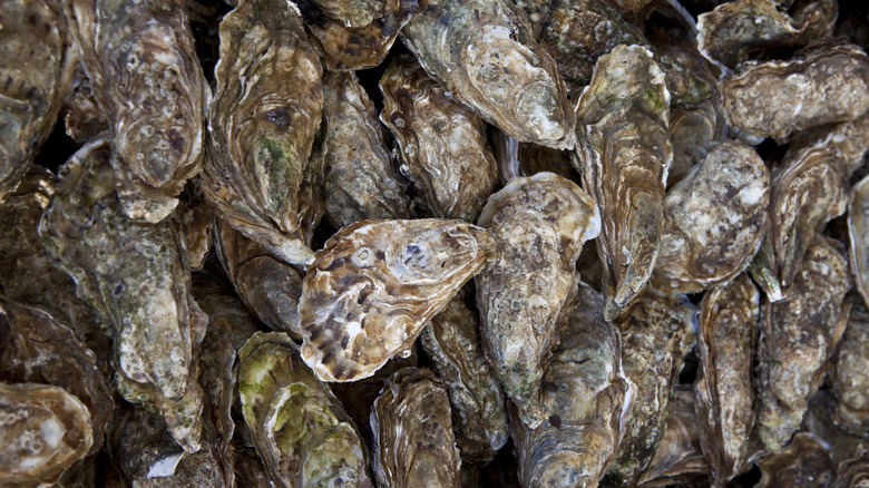 oysters