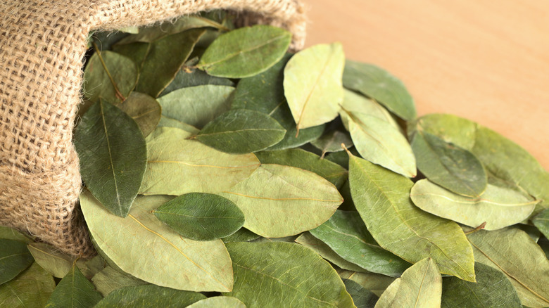 Dried coca leaves in a jute sack