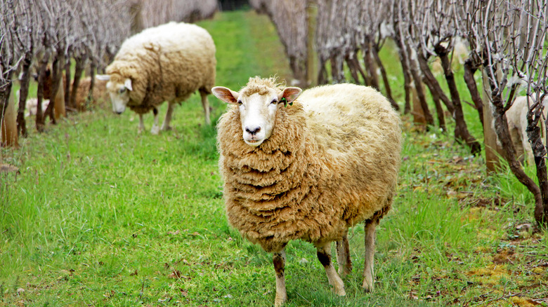 Two fluffy sheep