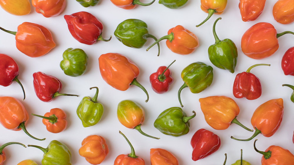 Habanero peppers in assorted colors