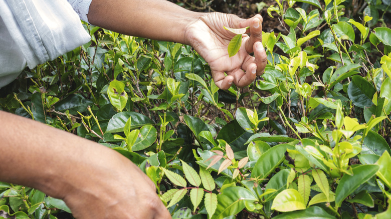 someone picking tea leaves