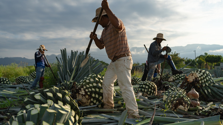 jimadors harvesting agave for tequila