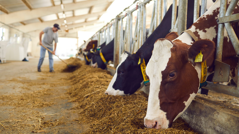 Cows eating