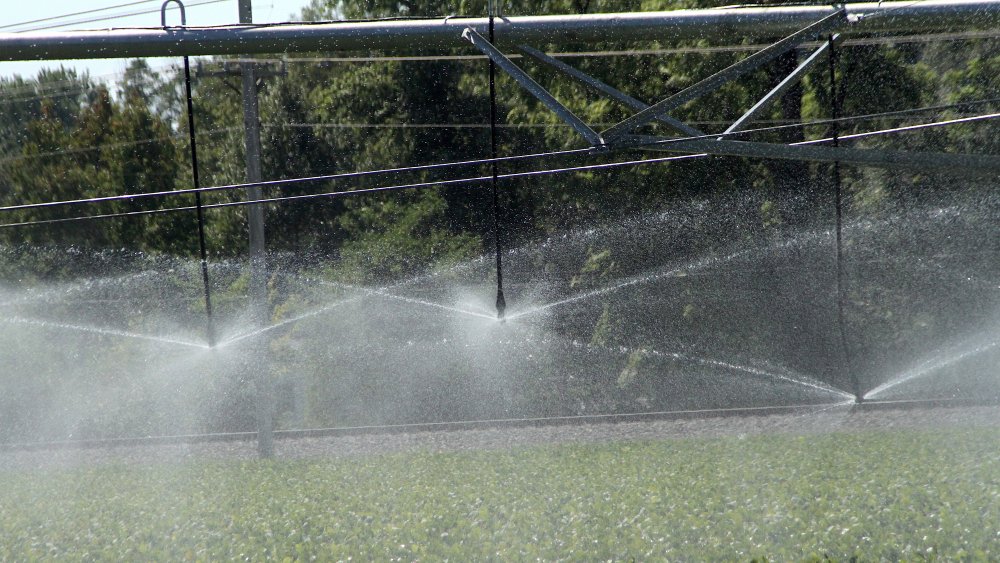 Irrigation of leafy green lettuce