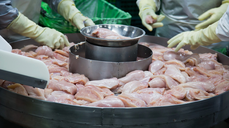 Raw chicken being processed at a poultry plant