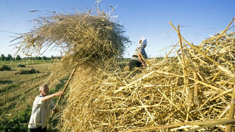 Ukranian farmers in 2017