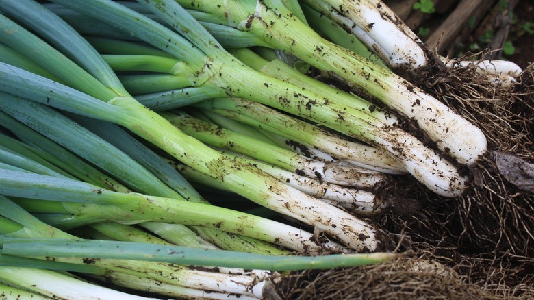 Leeks harvested from soil