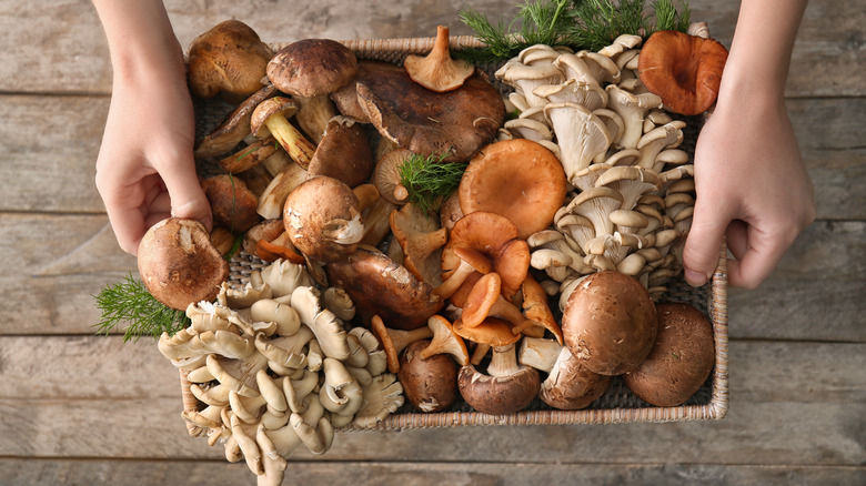 hands holding tray of mushrooms