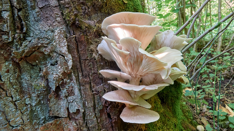 Oyster mushrooms growing on bark 