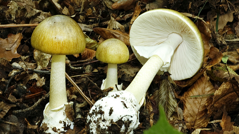 Death cap mushrooms in foliage 