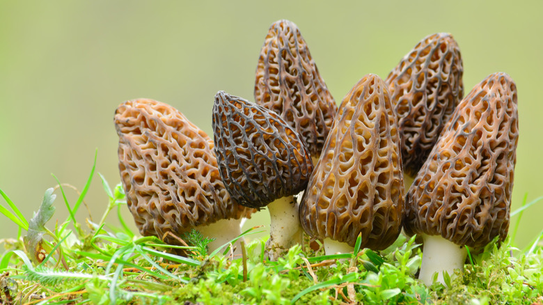 Morel mushrooms sprouting 