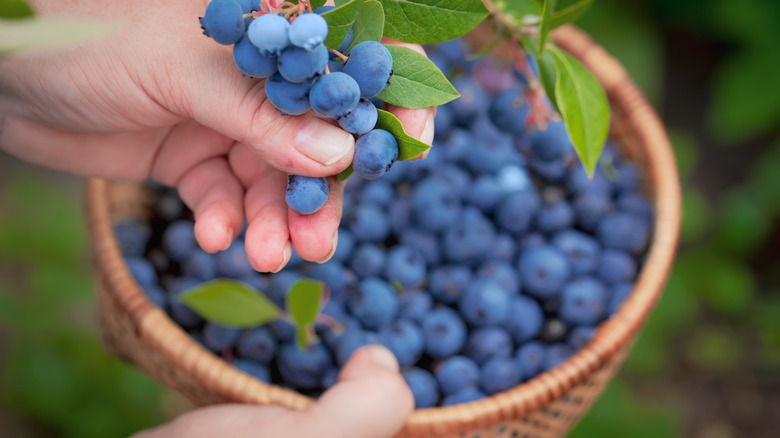 Person plucking blueberries