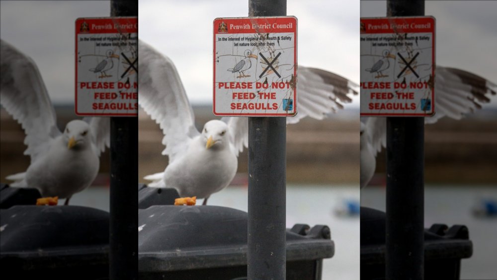 Do Not Feed Seagulls sign with seagull