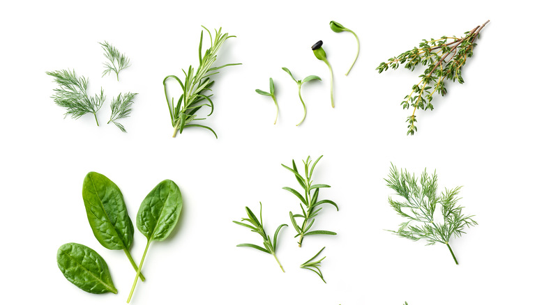 Various fresh herbs