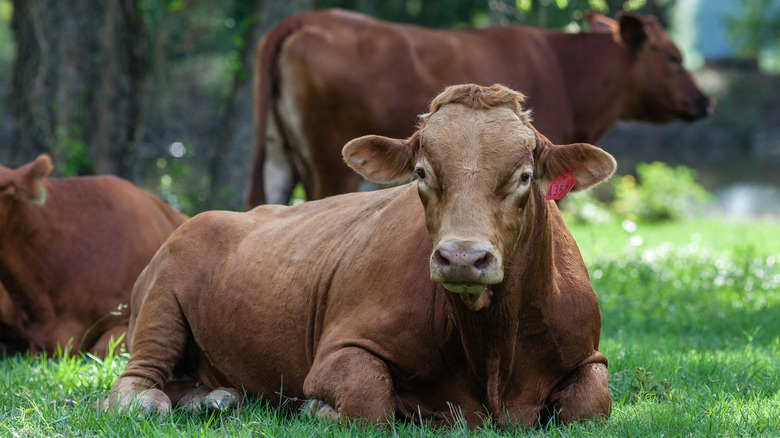 Red Wagyu bull laying in green grass