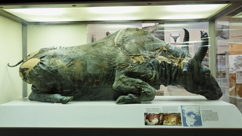 Mummified bison on display