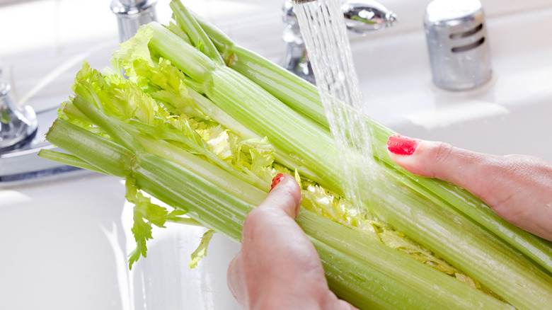 Person washing celery in sink