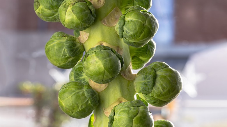 Brussels sprouts on stalk