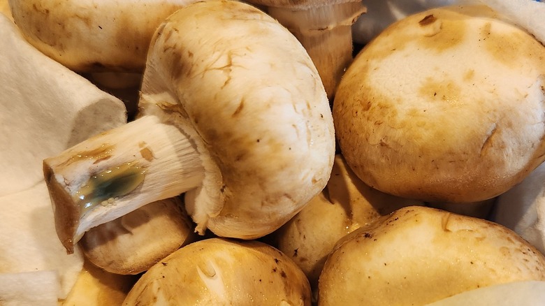 brown mushrooms with green slime