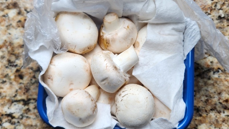 mushroom container with paper towel