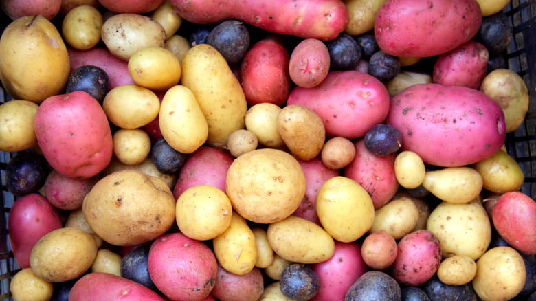 Variety of potatoes