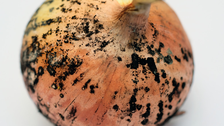 An onion with black mold