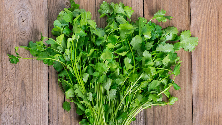 Fresh cilantro on a cutting board