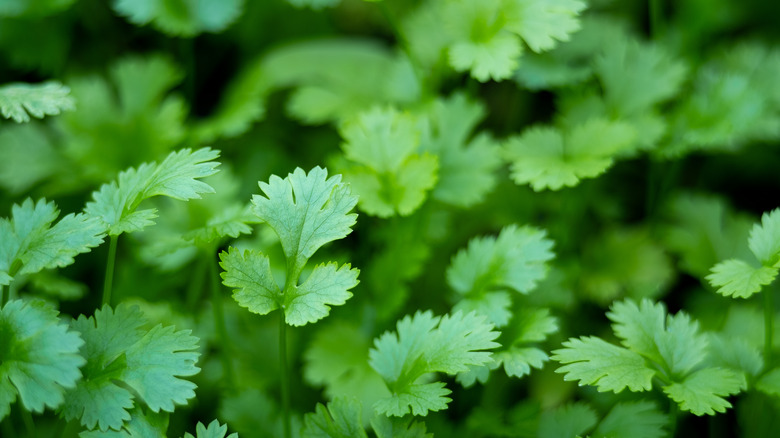 Close-up of cilantro leaves