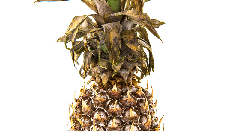 Discolored pineapple leaves and exterior 