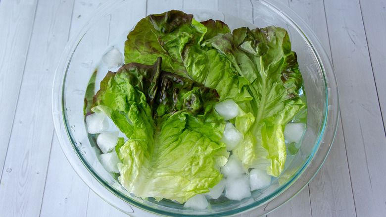 Lettuce leaves in a bowl of ice water