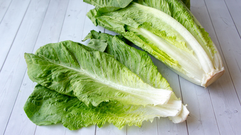 Romaine lettuce leaves pulled from the head