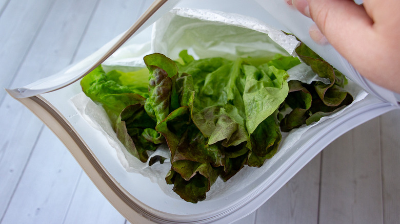 lettuce laid in a bag with paper towels