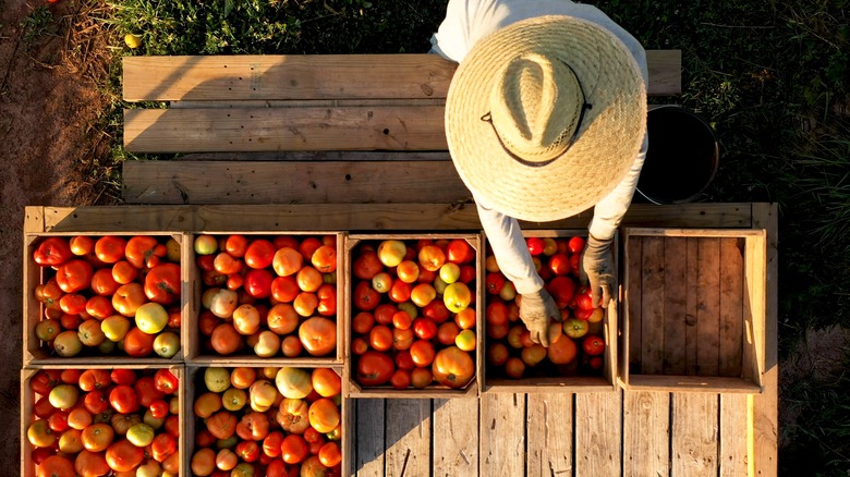 man sorting tomatoes