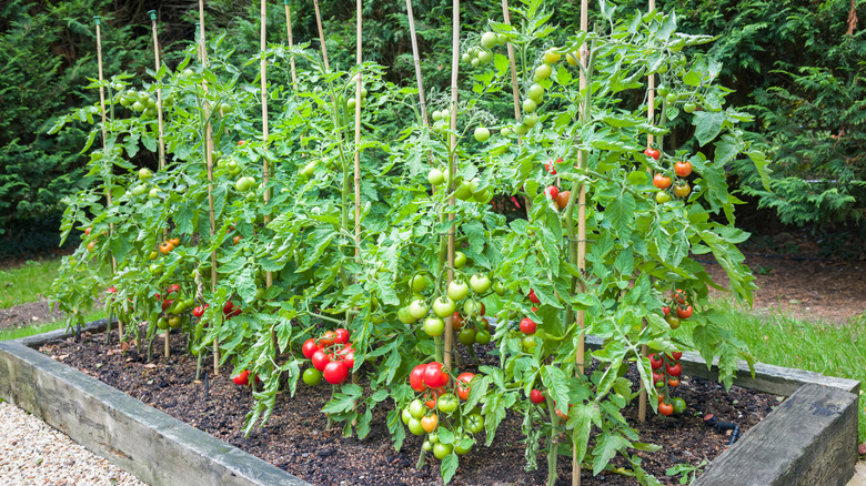 tomato plant