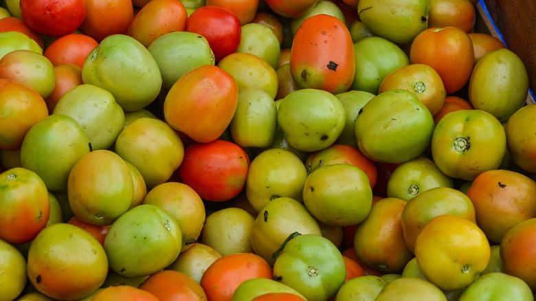 underripe tomato harvest