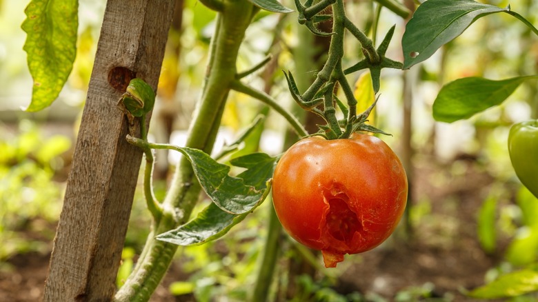 tomatoes damaged by pests