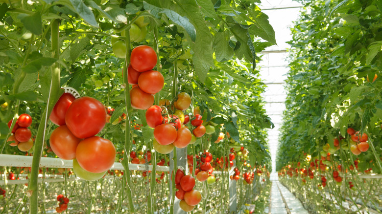 hydroponic tomatoes