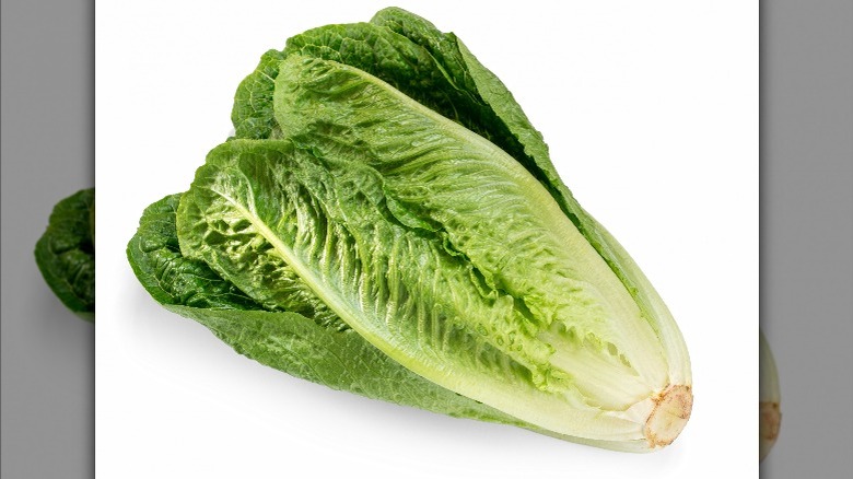 head of romaine lettuce