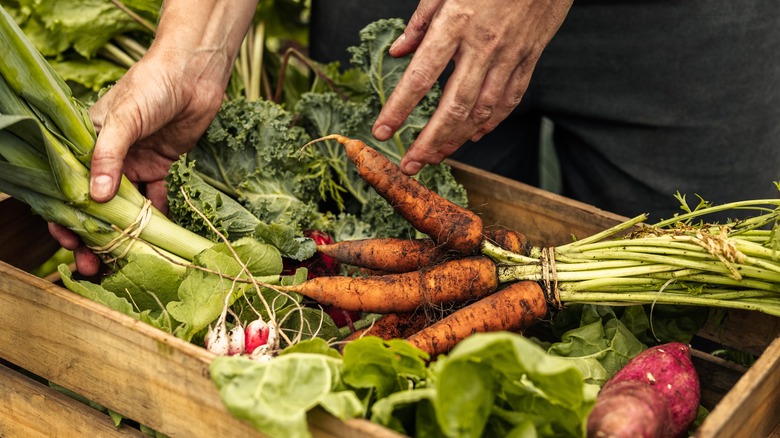 Person filling box of freshly picked vegetables