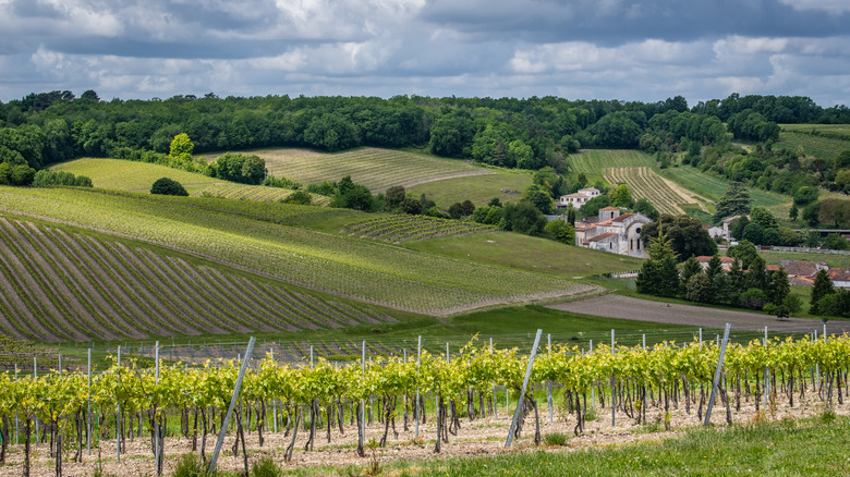 French vineyard in Cognac, France
