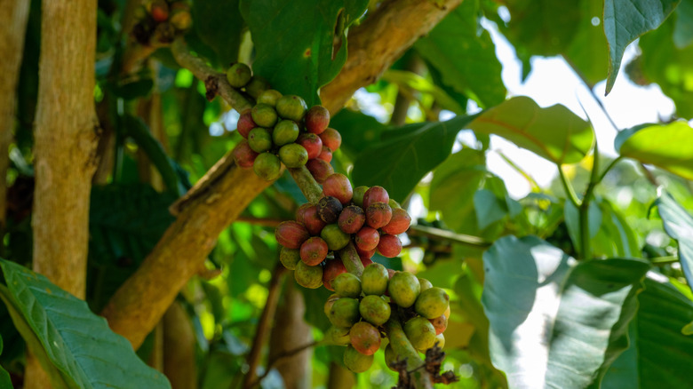 coffee growing on tree