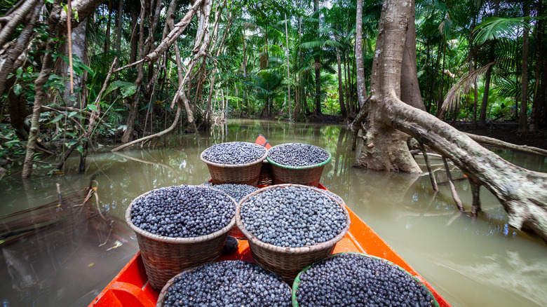 Acai berries in baskets after harvest