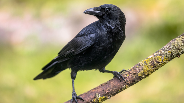 Crows, masters of the 'caw'