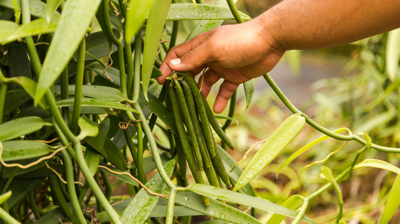 vanilla beans growing 