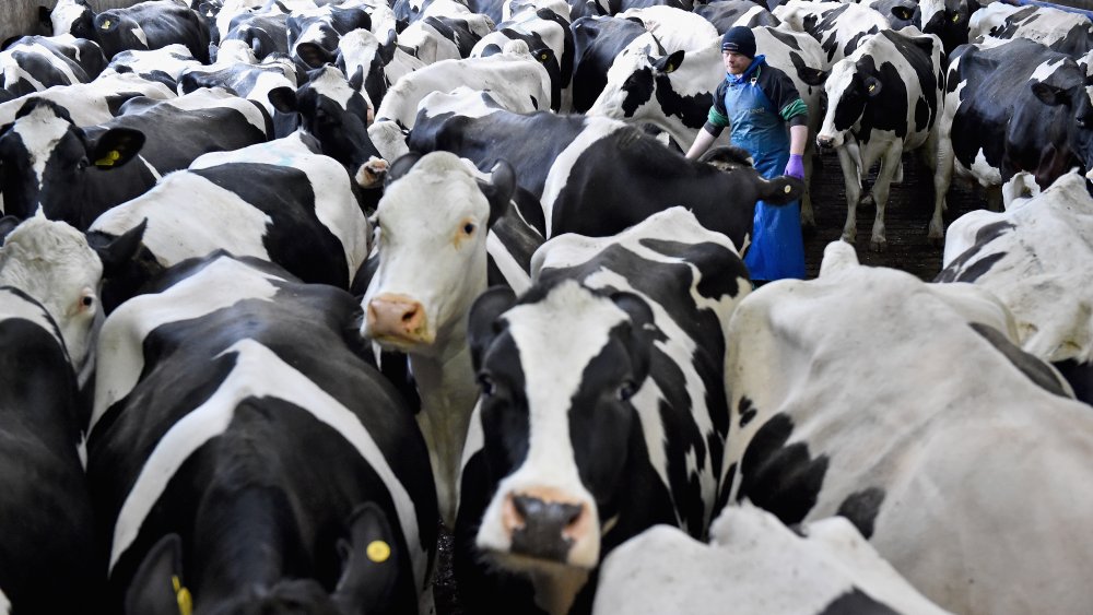 dairy cattle in a pen