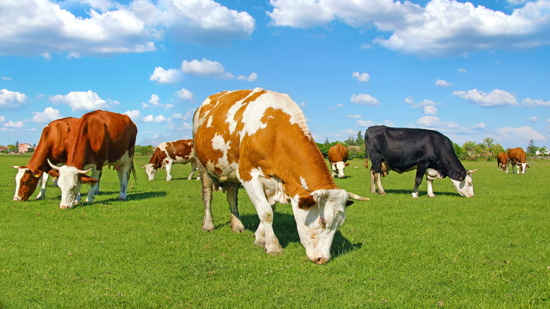 Livestock eating grass in a field