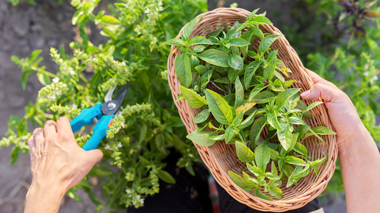 Fresh-picked herbs