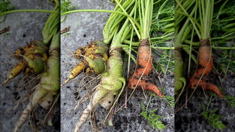 Three carrots from Ina Garten's garden.