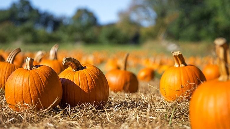 Orange pumpkins in hay field 