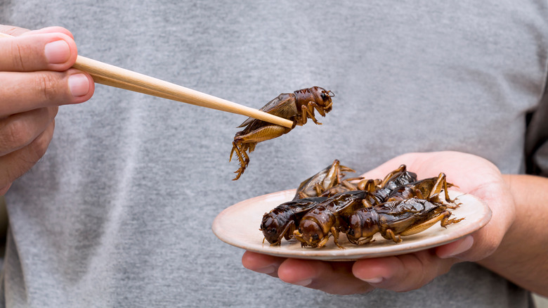 Man eats crickets with chopsticks